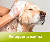 Peluquería canina