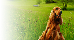 perro